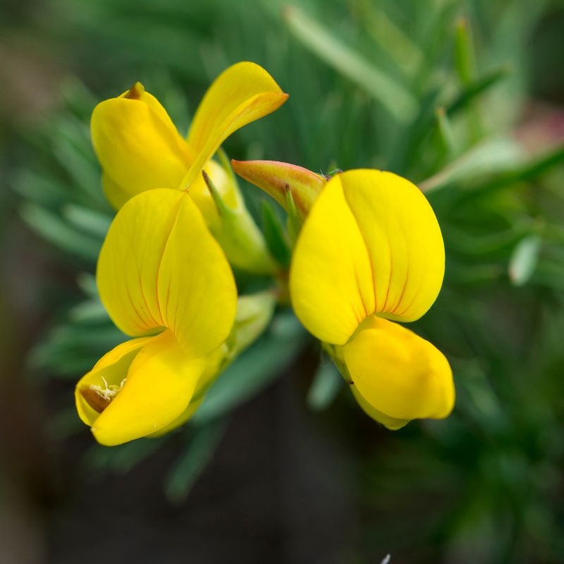 A close-up view of bird's-foot trefoil flowers