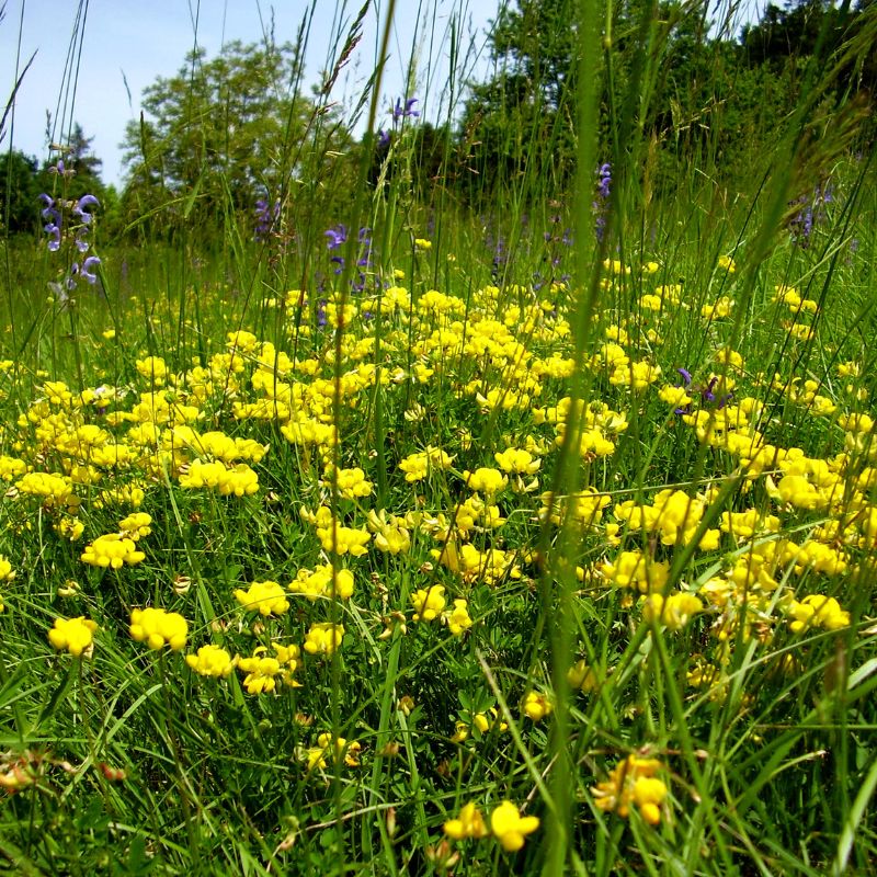 Birds-foot trefoil amongst grass on a meadow