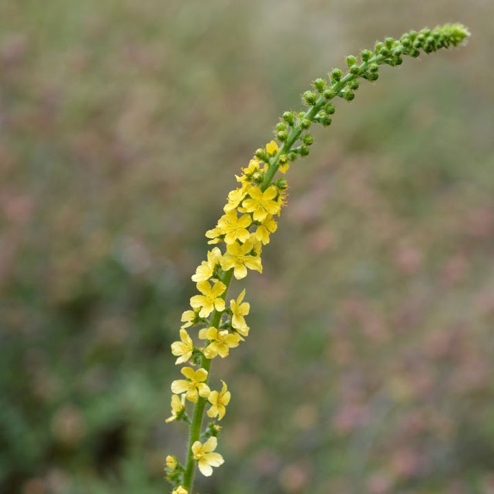 A long stalk of common agrimony with the lower half of yellow flowers in bloom