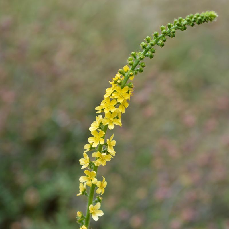 A long stalk of common agrimony with the lower half of yellow flowers in bloom