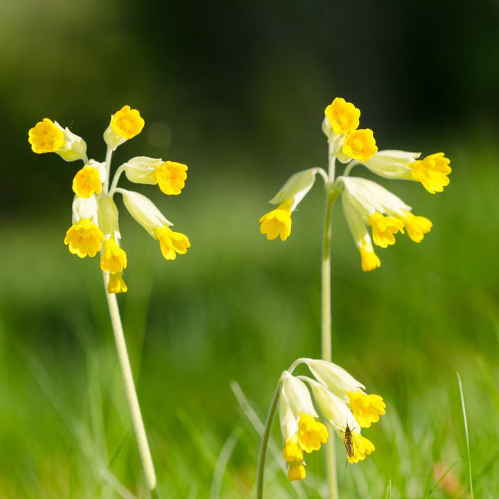 Cowslip flowers close to the grass in a meadow