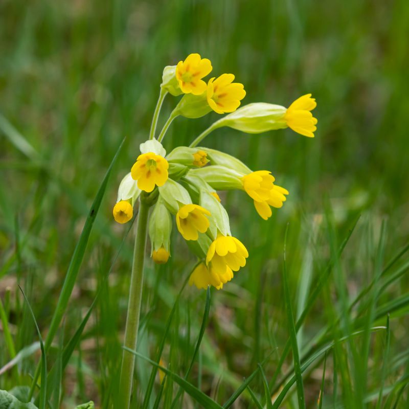 A cowslip wildflower plant with yellow flowers in bloom