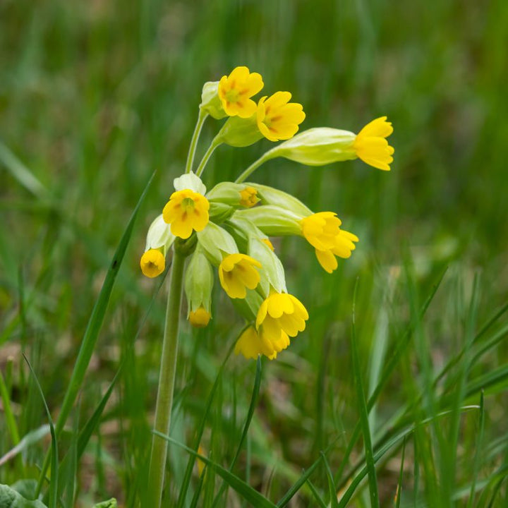 A cowslip wildflower plant with yellow flowers in bloom