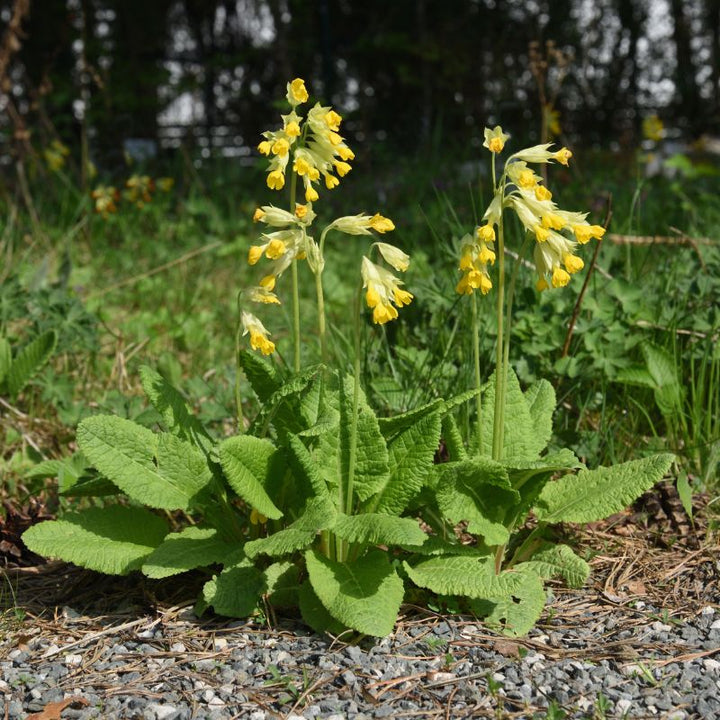 A photograph of 3 cowslip plants, with their broad green leaves visible at the base