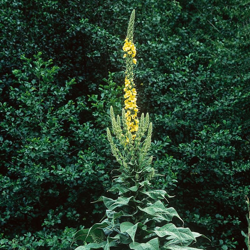 A tall dark mullein plant with half its flowers in bloom