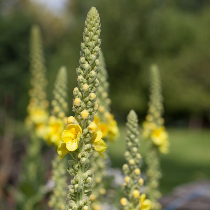 Close up of dark mullein tops with a few yellow flowers
