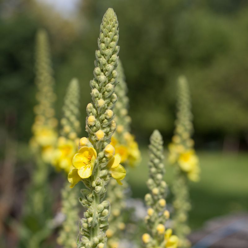 Close up of dark mullein tops with a few yellow flowers