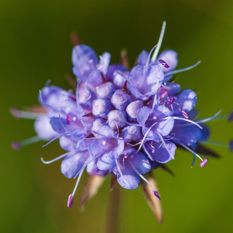 Close up of devils bit scabious