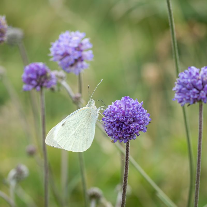 A butterfly feeding from a devil's bit scabious flower in a meadow