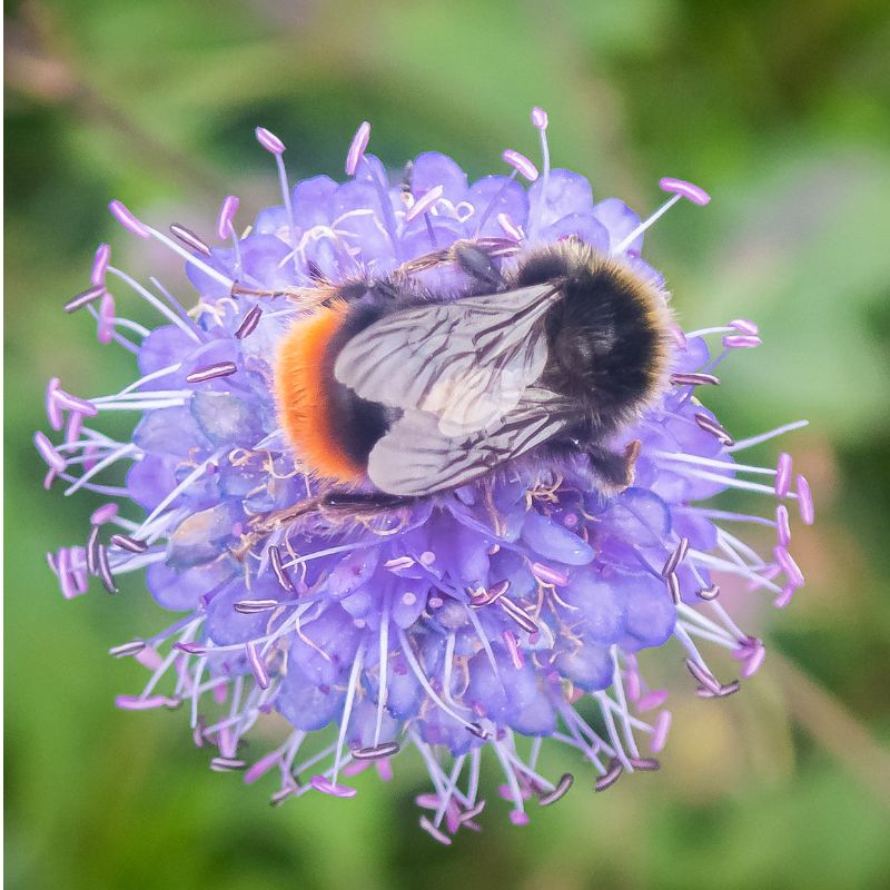 A bee upon a scabious wildflower