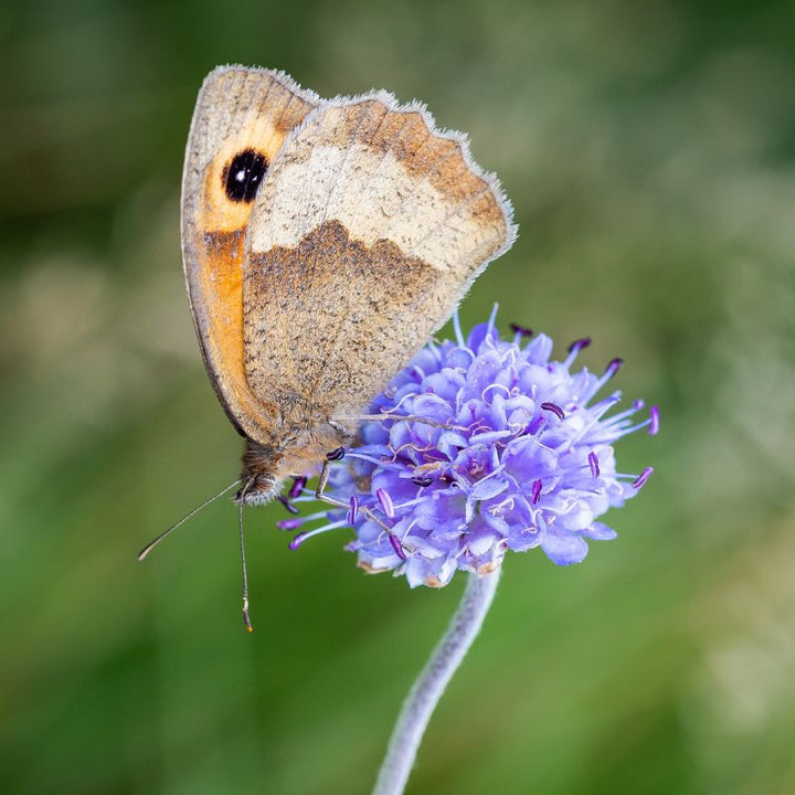 A moth feeding from a scabious wildflower