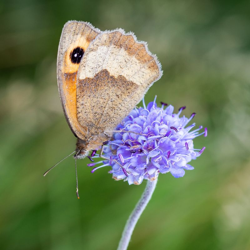 A moth feeding from a scabious wildflower