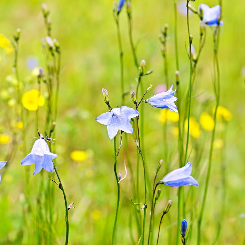 Delicate blue harebell flowers growing in a meadow
