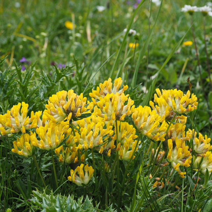 Yellow kidney vetch flowers blooming low to the ground in a meadow