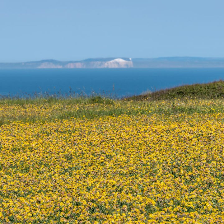 An expansive field of yellow kidney vetch, with sea and white cliffs visible in the background
