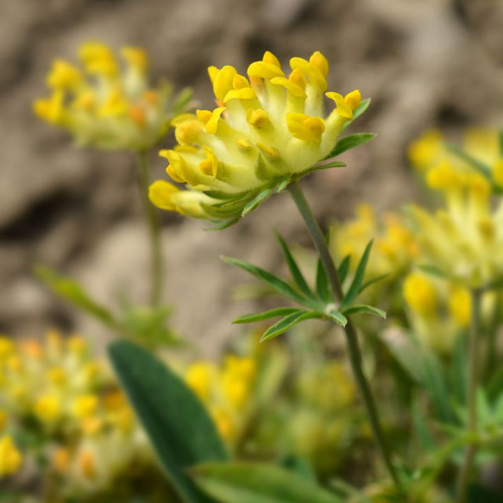 A near shot of a kidney vetch wildflower, with more visible in the background