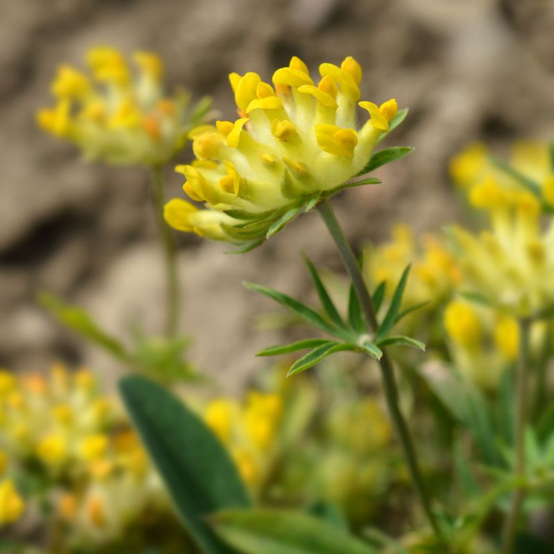 A near shot of a kidney vetch wildflower, with more visible in the background