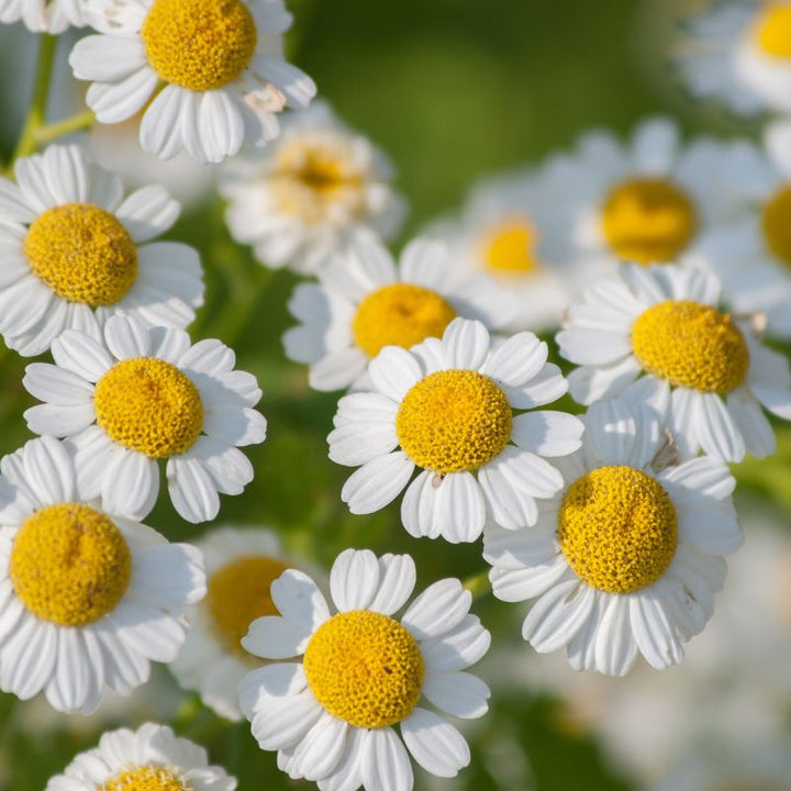 A cluster of feverfew flowers in sunshine