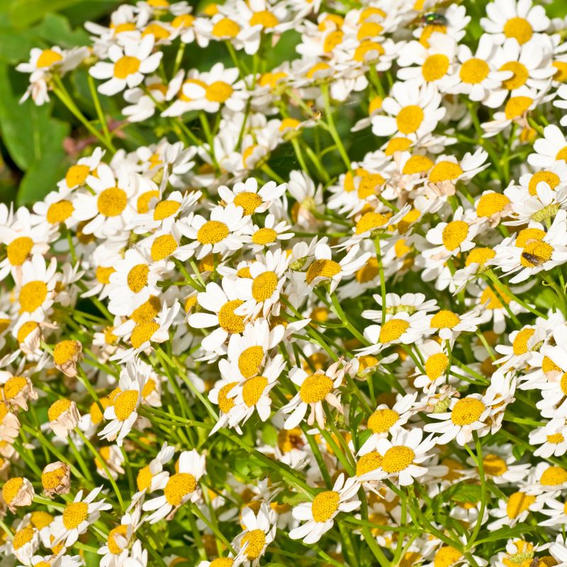 A sea of feverfew flowers