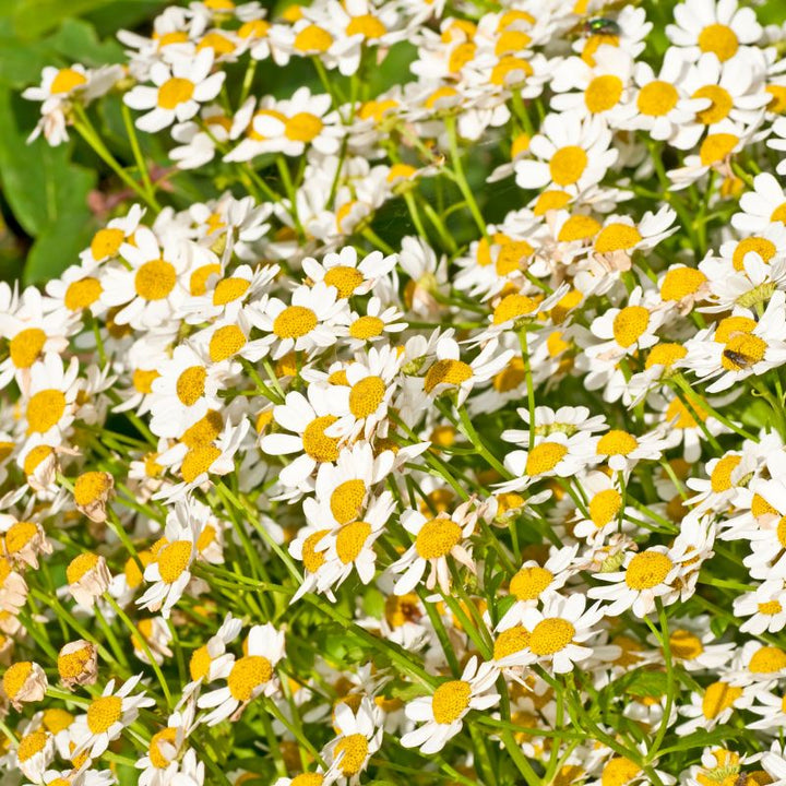 A sea of feverfew flowers