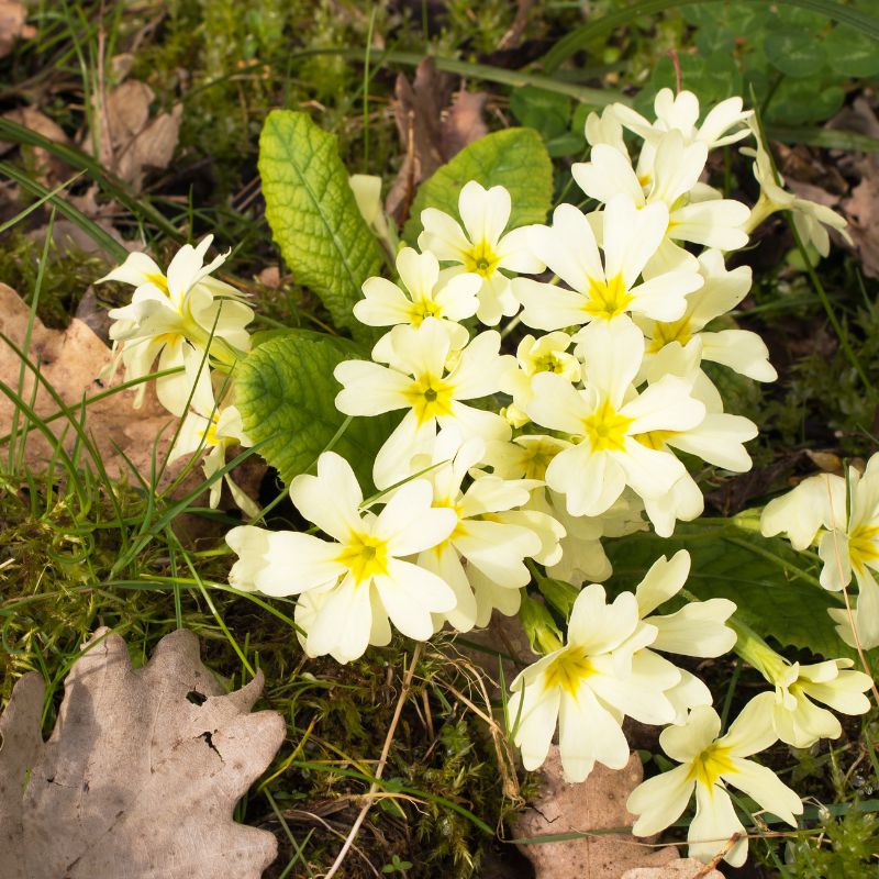 Wild primrose growing on a woodland floor next to some dried oak leaves