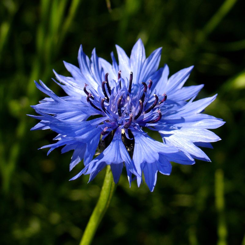 A close up of a blue cornflower