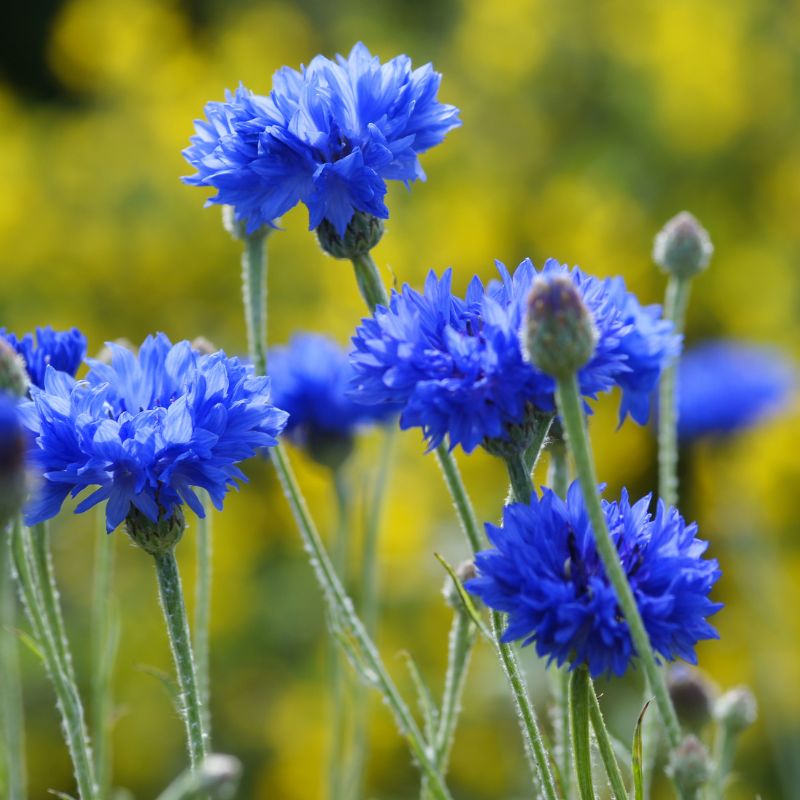 Blue cornflower flowers