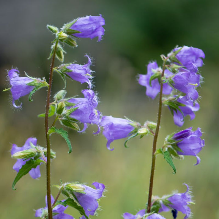 The tops of some nettle leaved bellflower plants, showing purple flowers in bloom