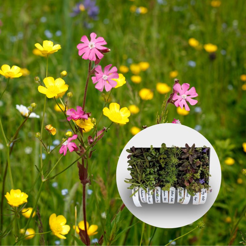 Red campion and buttercup from clay soil mix, with overlaid image of plug plants growing in a 40cc tray