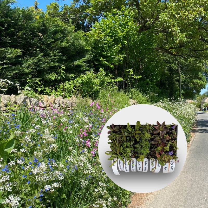 A wildflower hedgerow, with overlaid image of plug plants growing in a 40cc tray