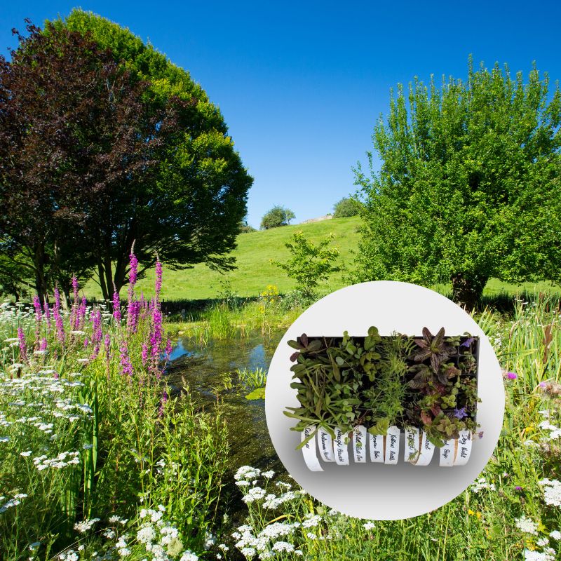 Pond Side Plug Plant Mix