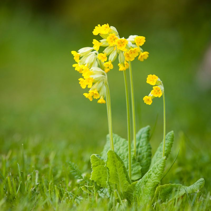 Cowslip wildflowers