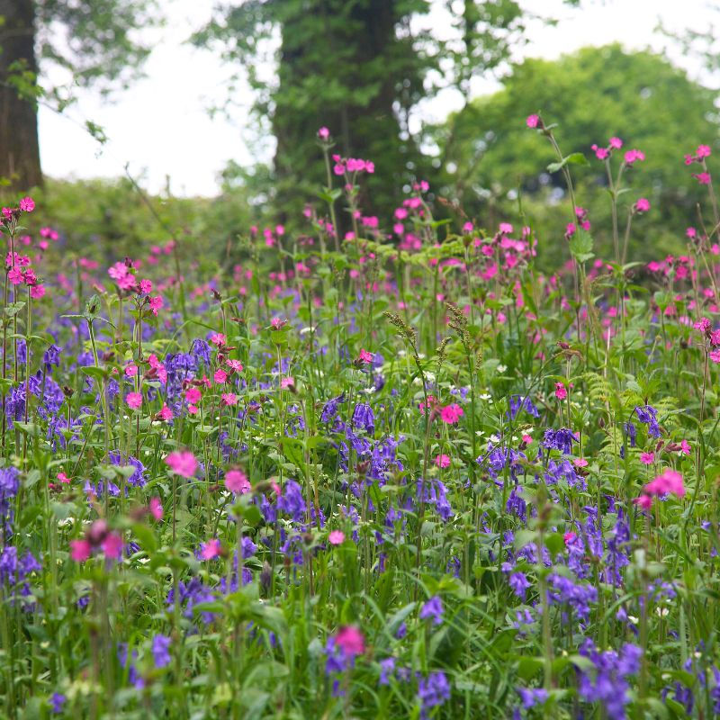 british flower seeds Native British Wildflower Seeds For Woodland Shade – Meadowmania UK