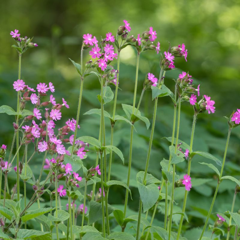 Red campion flowers growing tall in a lush green area