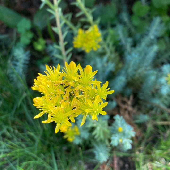 Close-up of yellow reflexed stonecrop flowers with green foliage in the background