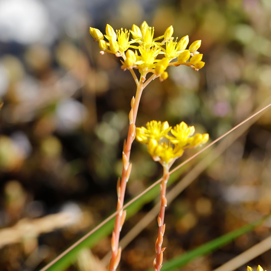Close-up of yellow reflexed stonecrop flowers with a blurred natural background