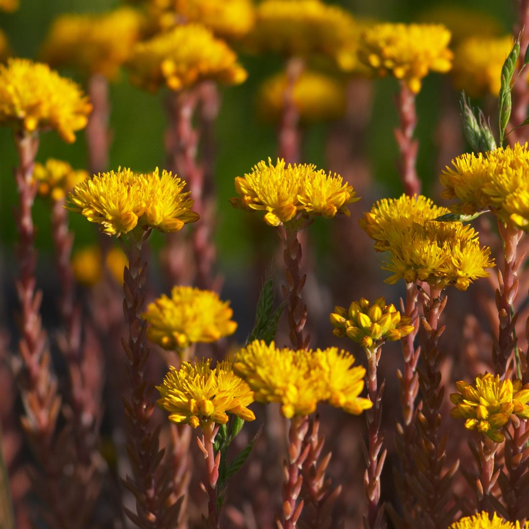 Close-up of yellow reflexed stonecrop flowers with a blurred green background