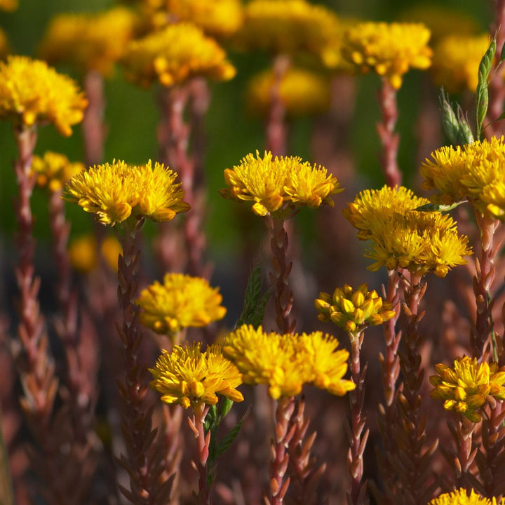 Close-up of yellow reflexed stonecrop flowers with a blurred green background