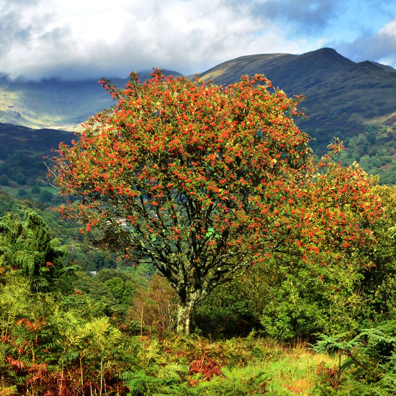 Rowan Whips | Sorbus aucuparia