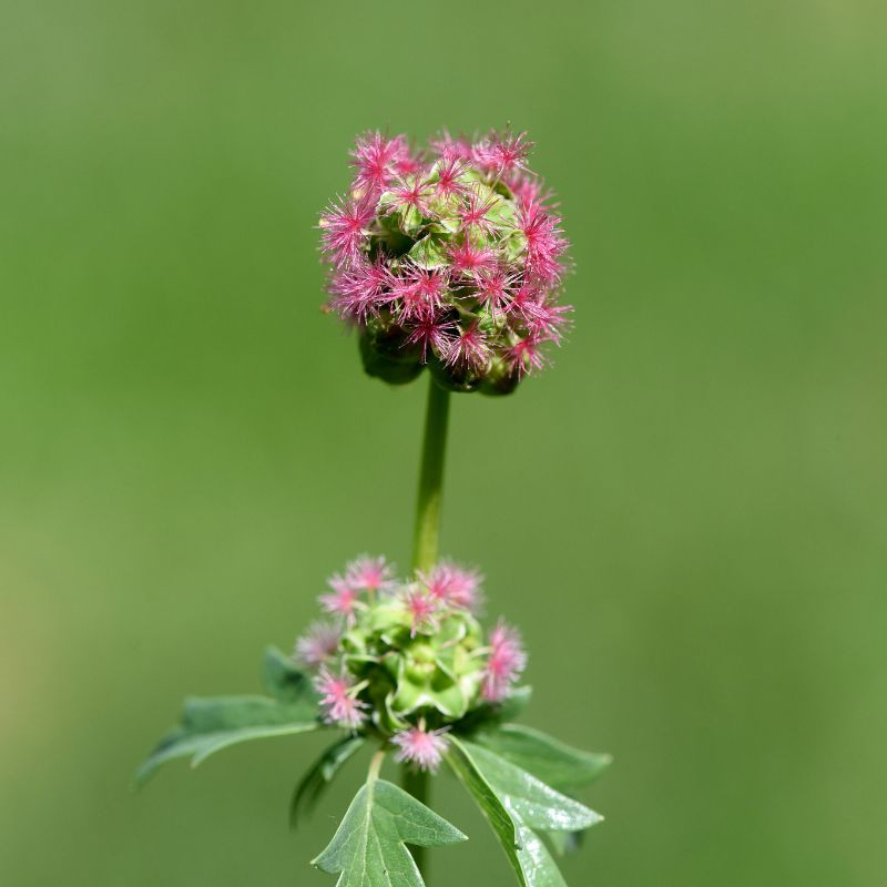 Salad burnet wildflower