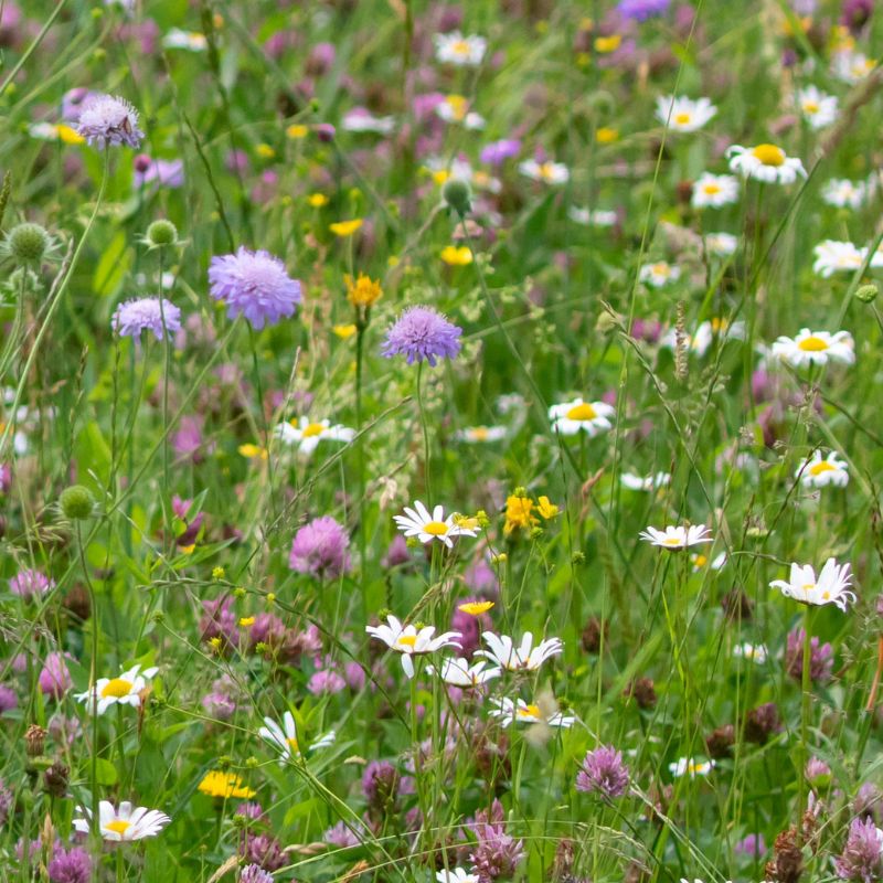 Scabious, Daisy, Clover, Birdsfoot Trefoil