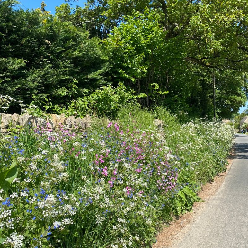 wildflower seeds for shaded areas Native British Wildflower Seeds For Partial Shade – Meadowmania UK