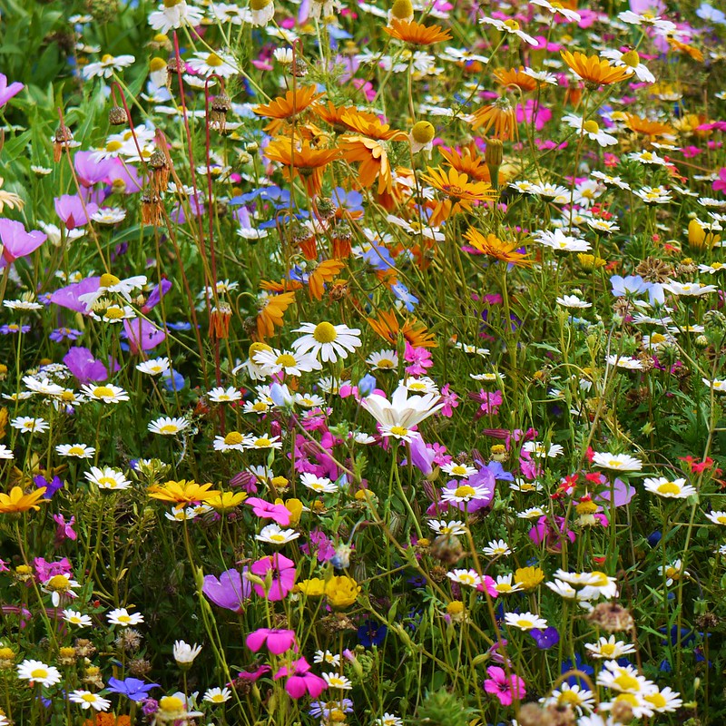 Meadow of rainbow annual wildflowers