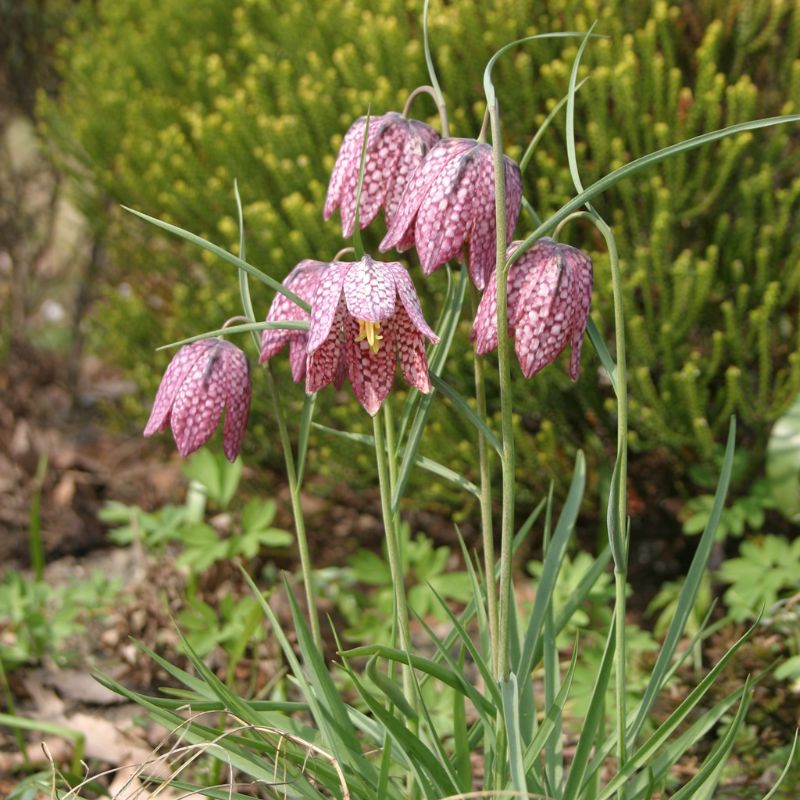 snake's head fritillary bulbs planting Snakeshead Fritillary bulbs – Meadowmania UK