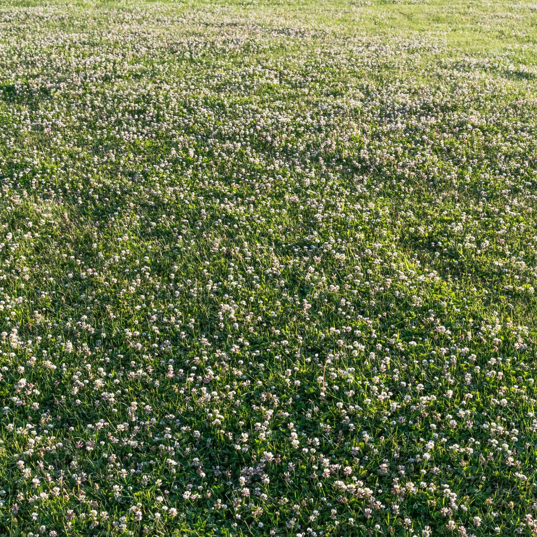 Grass Seed for a Clover Lawn