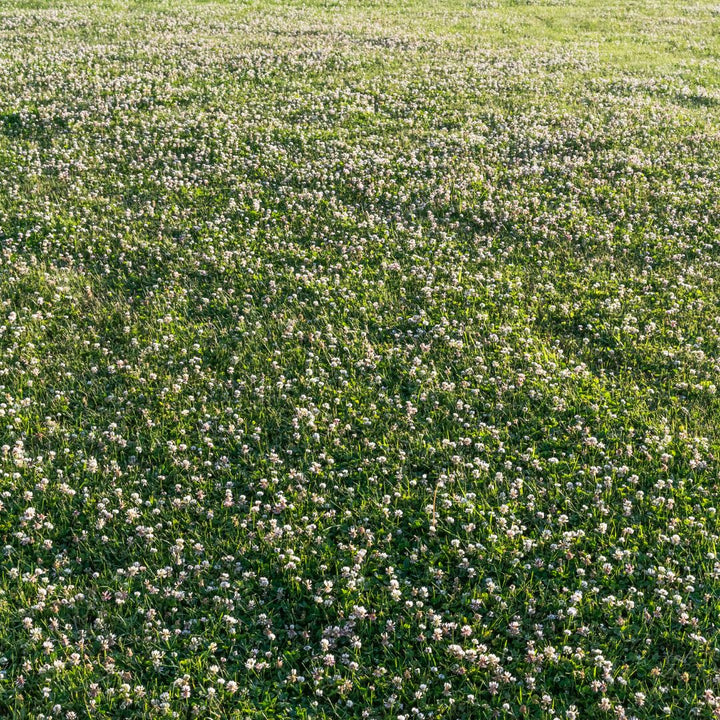 Grass Seed for a Clover Lawn