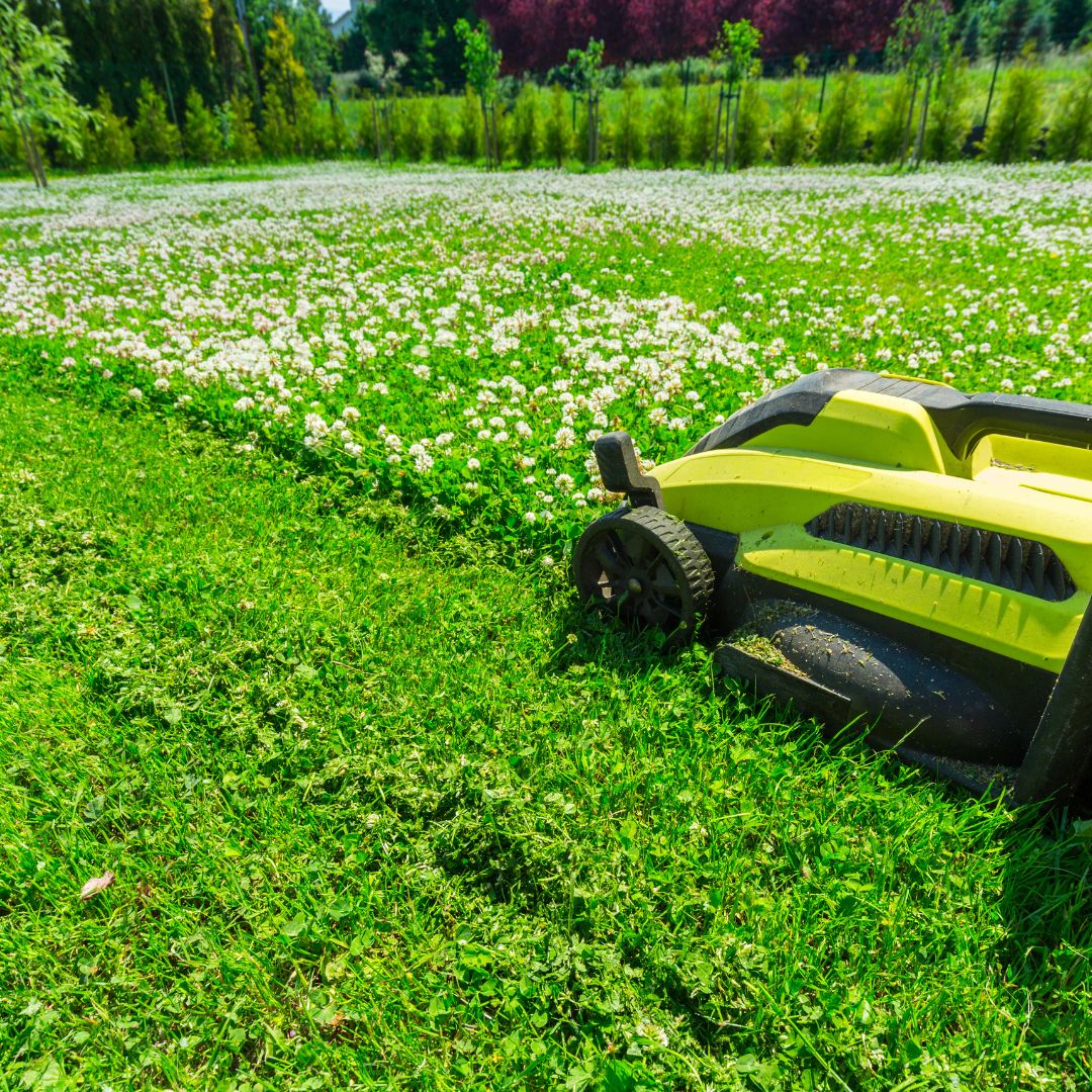 Grass Seed for a Clover Lawn