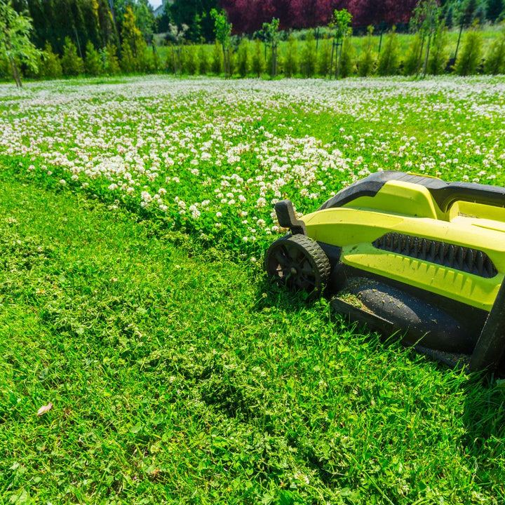 Grass Seed for a Clover Lawn