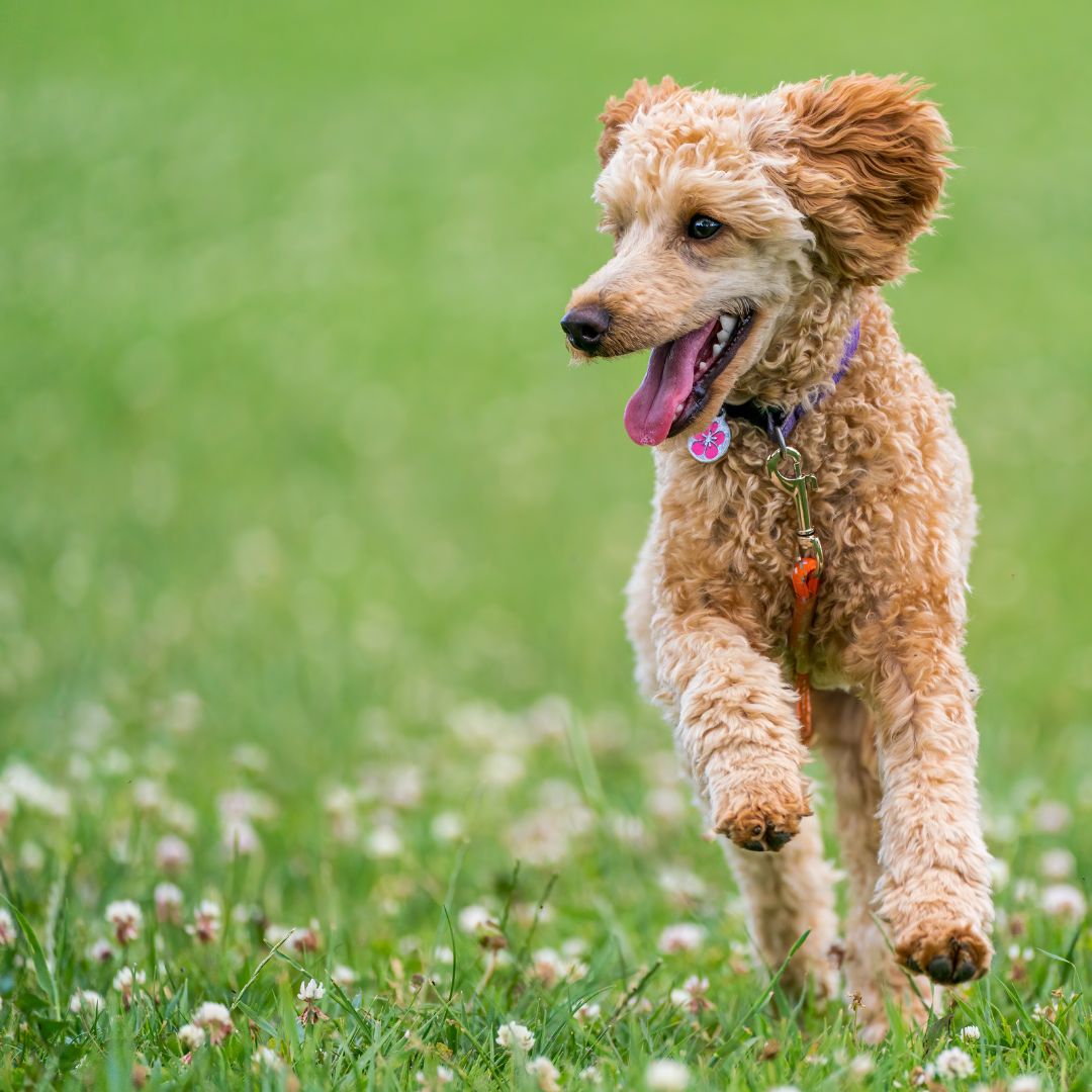 Grass Seed for a Clover Lawn