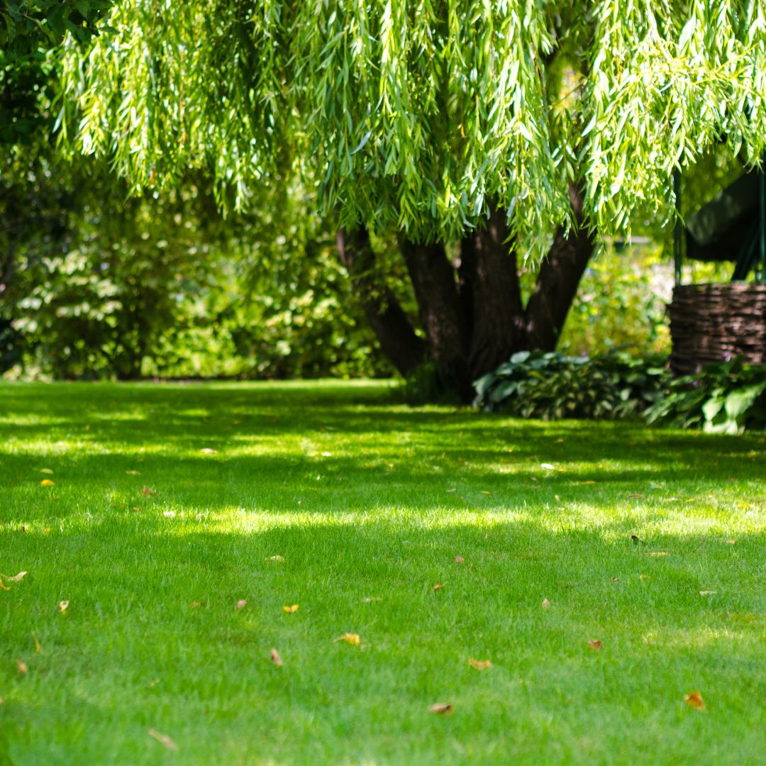 Lawn Seed For Wet Soils & Clay